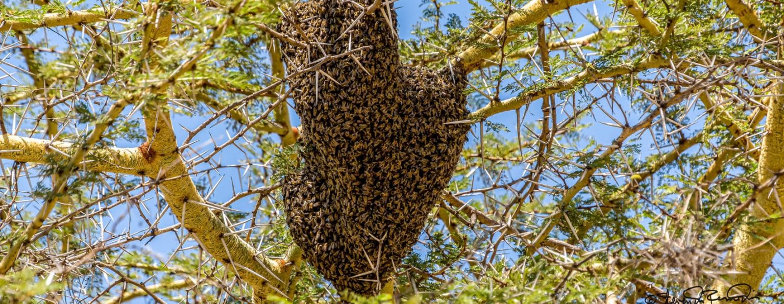 Las Mejores Trampas y Cómo Atrapar un Enjambre de Abejas CoolRead