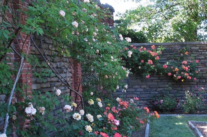 jardín de rosas en el patio trasero