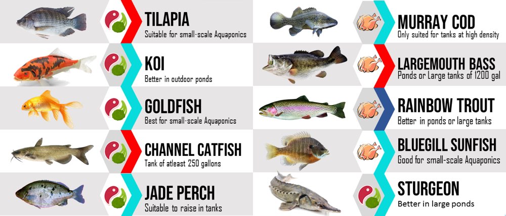 los mejores peces para acuapónicos
