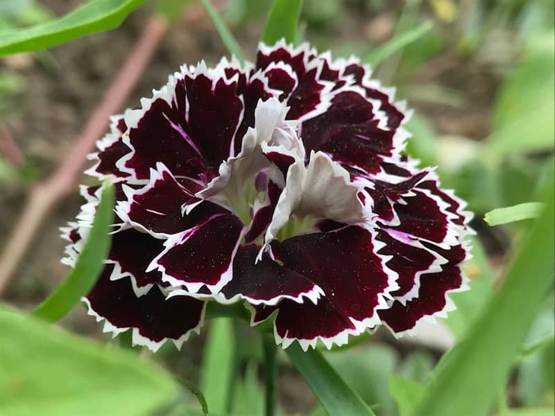 flor de carantion negro dianthus perennia