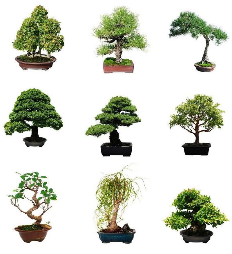 tipos de árboles bonsai