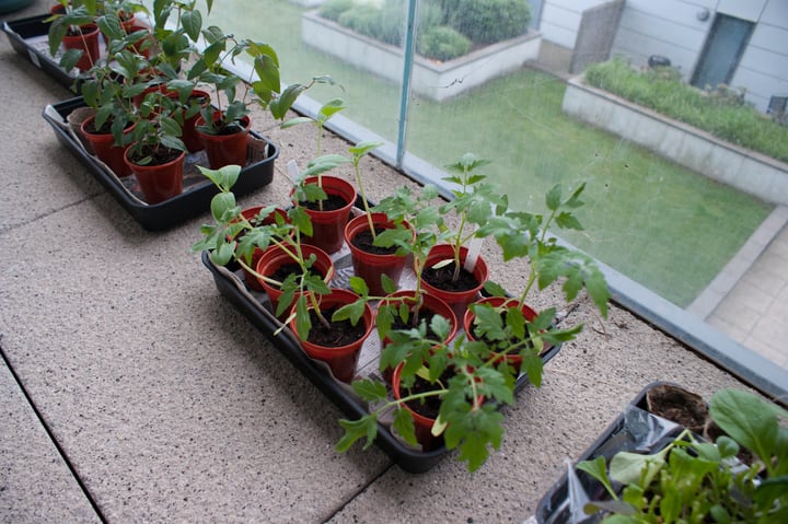 diferentes plántulas de plantas para un jardín con balcón