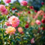 jardín de rosas de ensueño