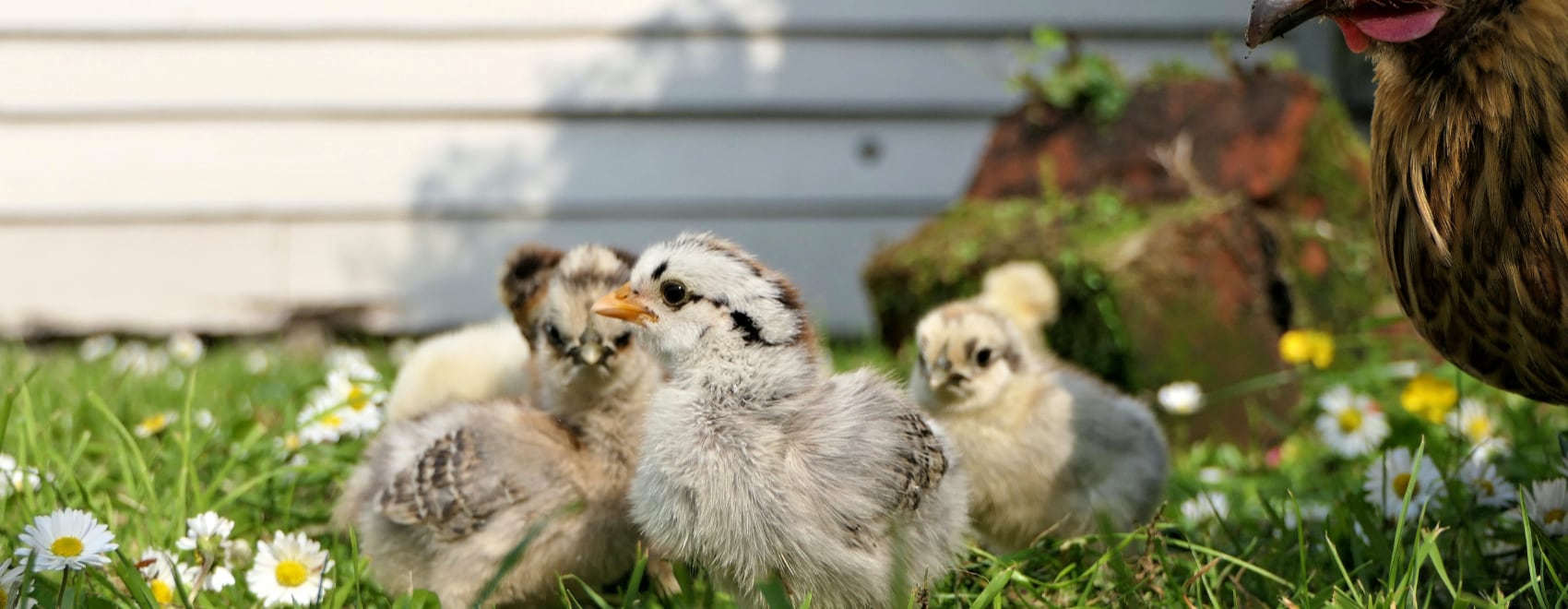 25 Razas de Gallinas: Rasgos, Características y Producción de Huevos