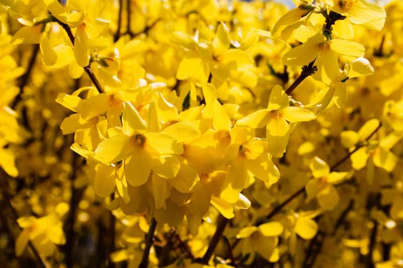 arbusto floreciente amarillo de forsythia