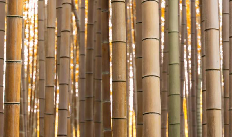 bambú de Golden grove