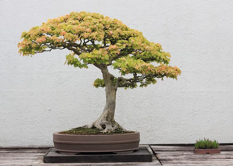 bonsai de arce japonés