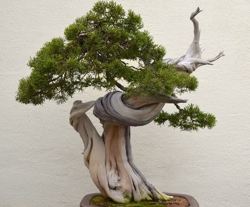 árbol de bonsai de enebro