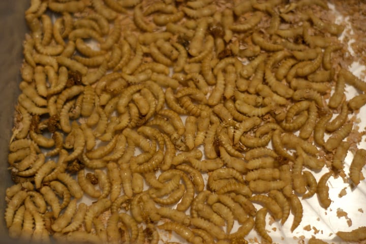 pupas de escarabajo gusano de la harina