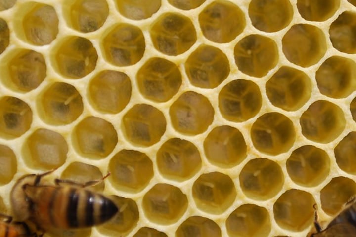 huevo de abeja recién puesto por la reina