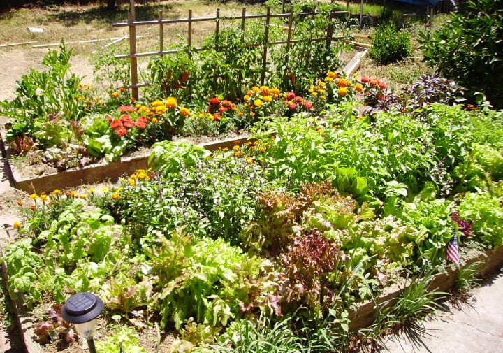 cama de jardín elevada con verduras, hierbas y flores