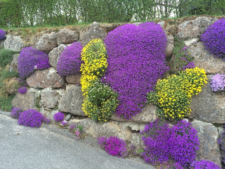 pared de planta de jardín de rocas