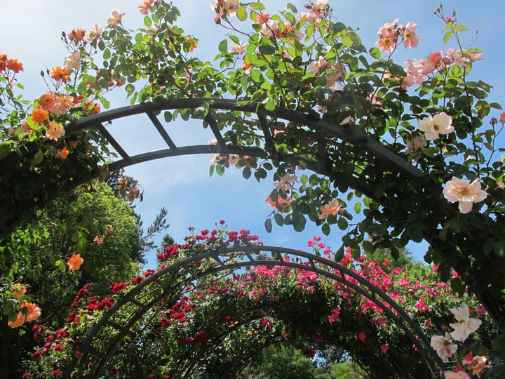 jardín de arco de rosas