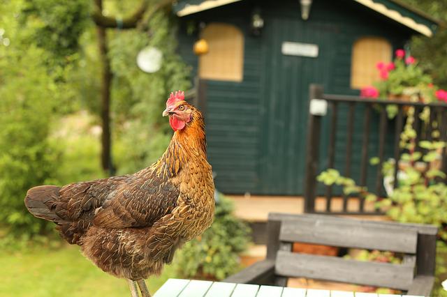 Gallinero de madera al aire libre jaula jardín patio trasero gallina casa  para 2-4 pollos (40) marrón